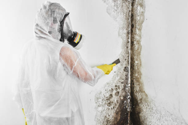 Best DIY Mold Remediation Support Services in Essex Junction, VT