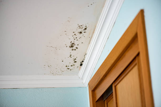 Best Residential Mold Remediation in Essex Junction, VT