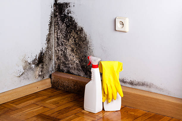 Best Basement Mold Remediation in Essex Junction, VT