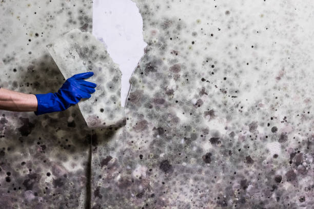 Best Industrial Mold Remediation in Essex Junction, VT